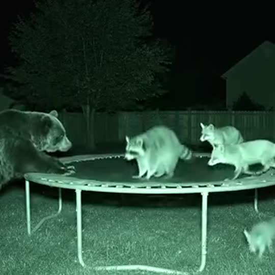 Animal Trampoline with a pet