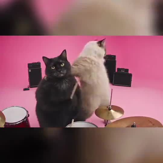 APT Dance with a pet