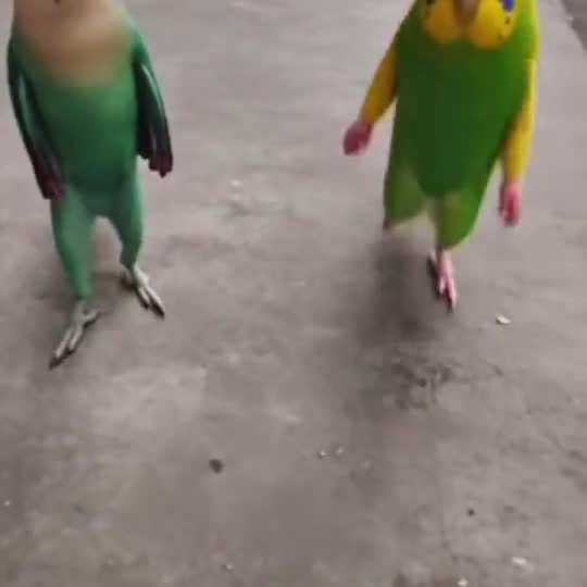 Bing Bing Bing Kicks with a pet