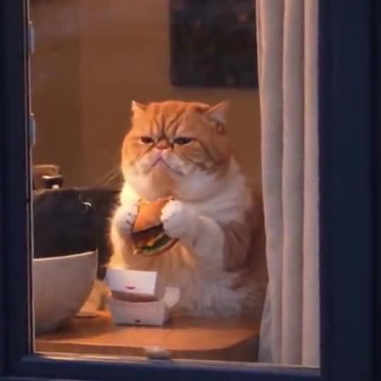 Burger Pet Window with a pet