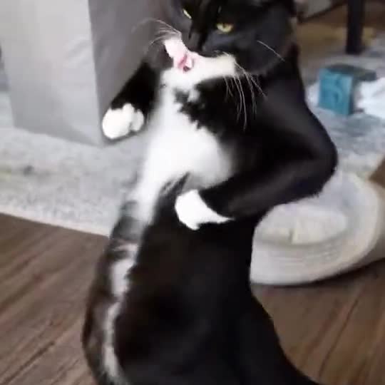 C-Walk Dance with a pet
