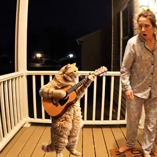 Cat at the Front Door with a pet