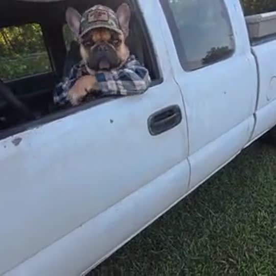 Hit the Road Dude with a pet