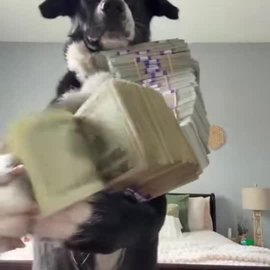 Money Flex with a pet