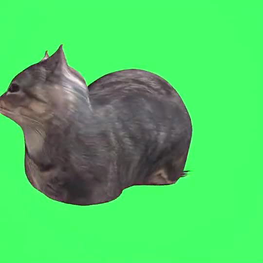 OIIA Spinning Cat Meme with a pet