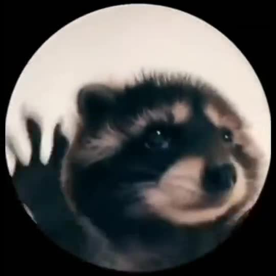 Pedro Raccoon Dance Meme with a pet