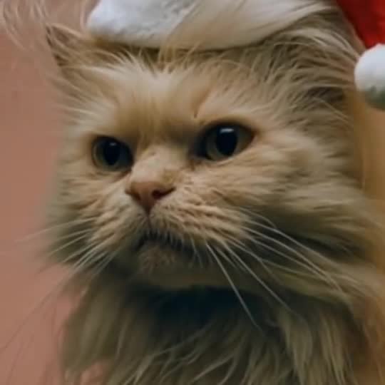 Pet Christmas Outfit with a pet