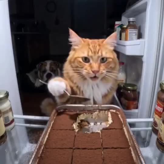 Pet Fridge Cake Heist with a pet
