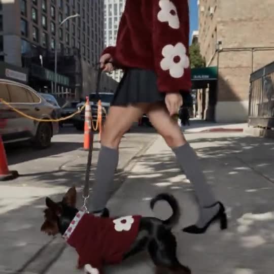Pet Owner Twinning with a pet