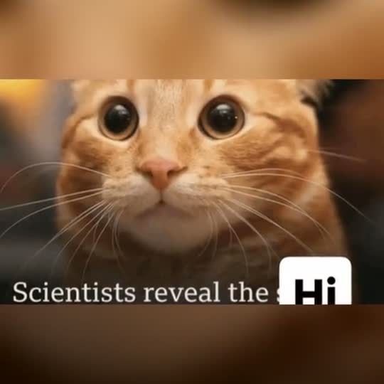 Scientists Reveal the Hi Meme with a pet