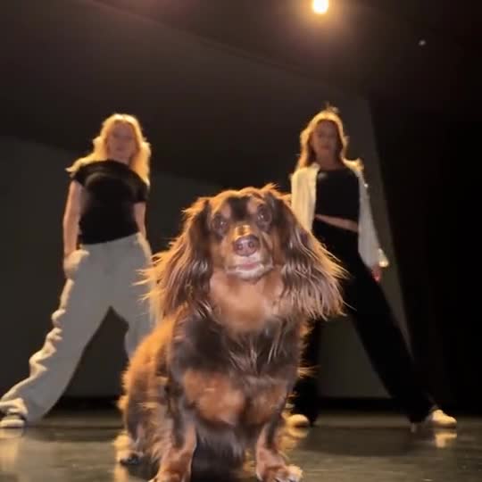 Single Ladies Dog with a pet